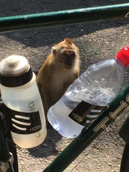 4816 -28-12-18 monkeys