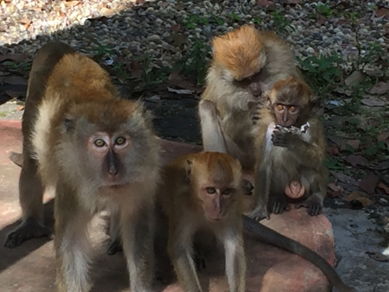 4818 -28-12-18 monkeys