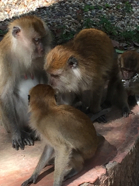4819 -28-12-18 monkeys