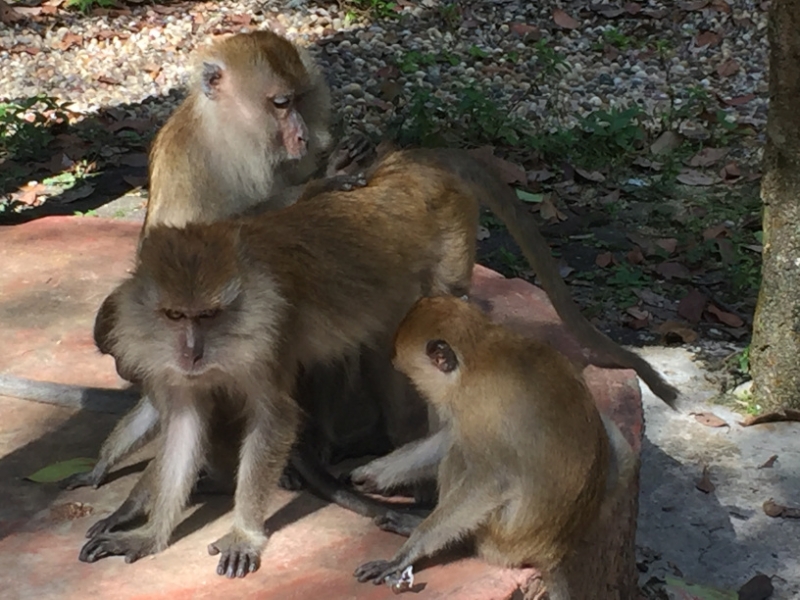 4820 -28-12-18 monkeys