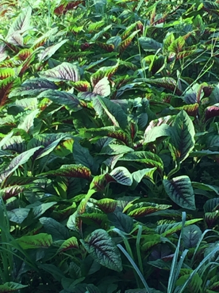 4865 30-12-18  leaves