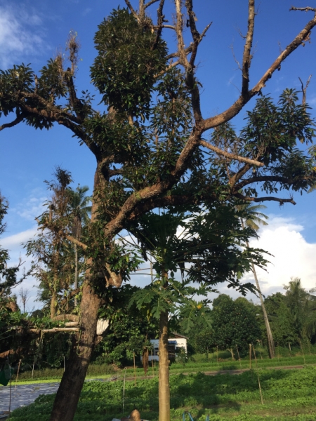 4866 30-12-18  tree