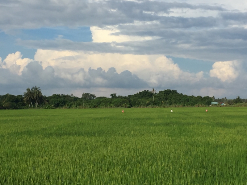 4871 30-12-18  field