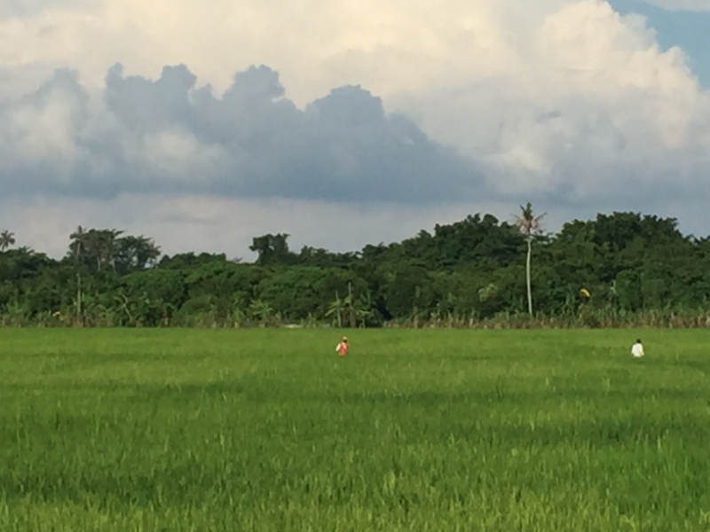 4872 30-12-18  field