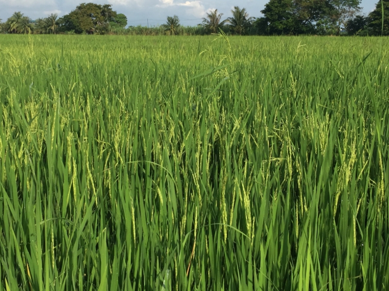 4873 30-12-18  field