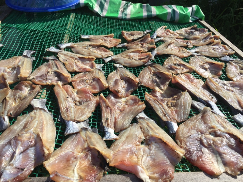 4881 30-12-18  fish