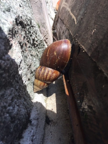 4899 30-12-18 snail
