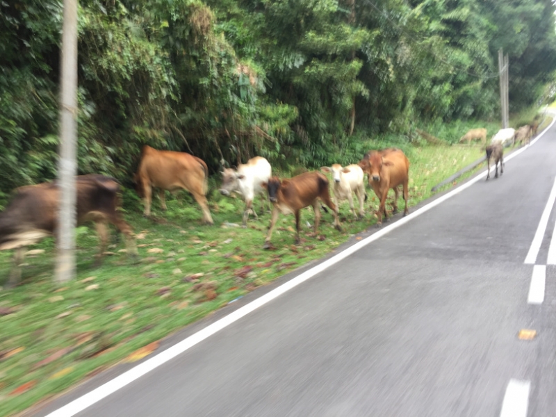4901 30-12-18 cattle