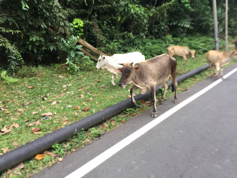 4902 30-12-18 cattle