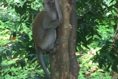 4717-26-12-18  monkey