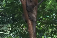 4718-26-12-18  monkey