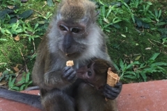 4720 -26-12-18  monkey