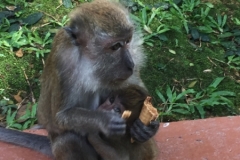 4721 -26-12-18  monkey