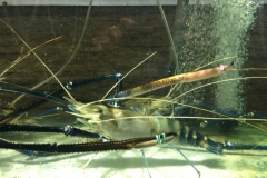4745 -27-12-18  shrimps
