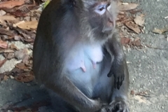 4790 -28-12-18  monkey