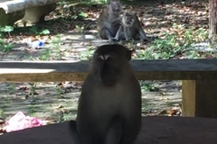4814 -28-12-18 monkeys