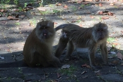 4815 -28-12-18 monkeys