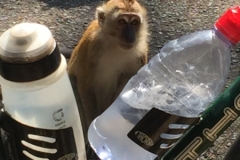 4816 -28-12-18 monkeys