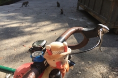 4817 -28-12-18 monkeys