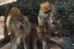 4818 -28-12-18 monkeys