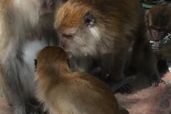 4819 -28-12-18 monkeys