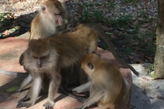 4820 -28-12-18 monkeys