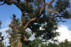 4866 30-12-18  tree