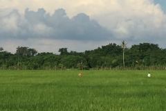 4872 30-12-18  field