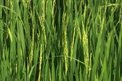 4874 30-12-18  field