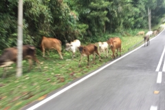 4901 30-12-18 cattle