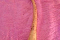 1015  17-9 parsnip