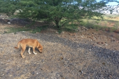 1204 4-12 dog
