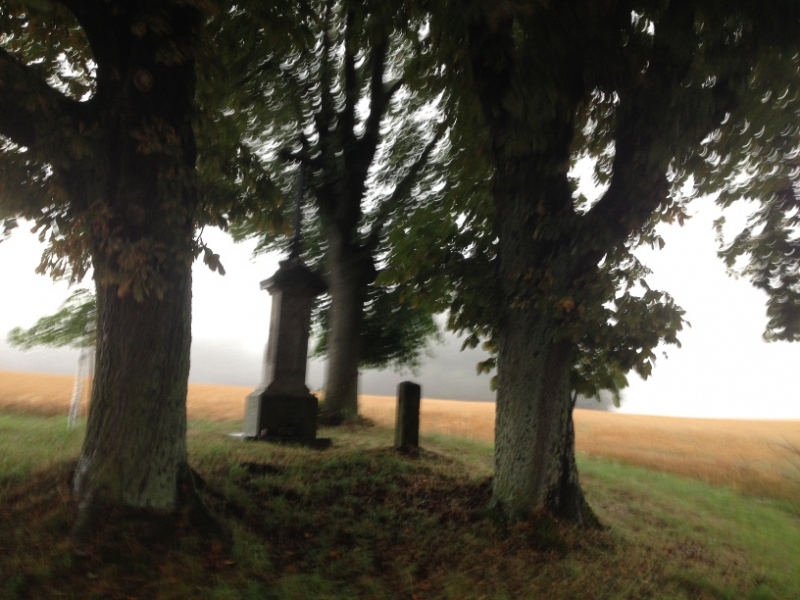 0177 11-8 trees