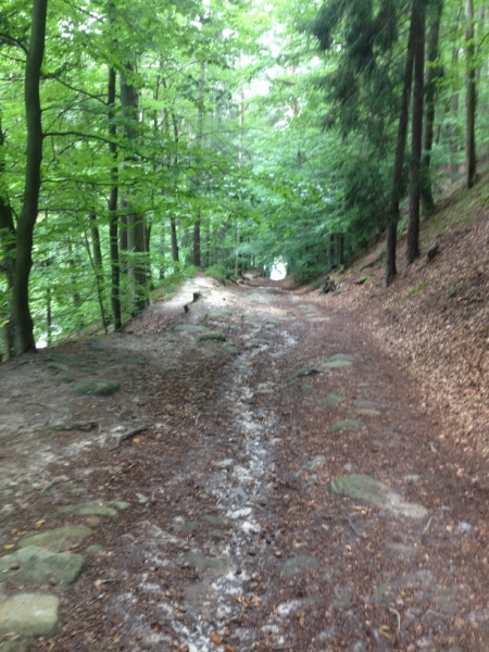 0190 12-8 Forest path