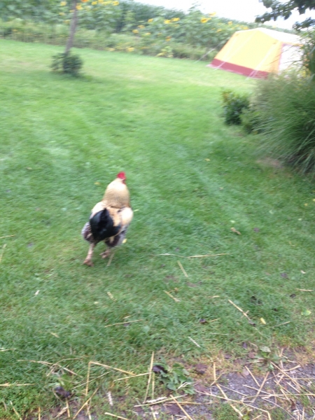 0196 12-8 rooster