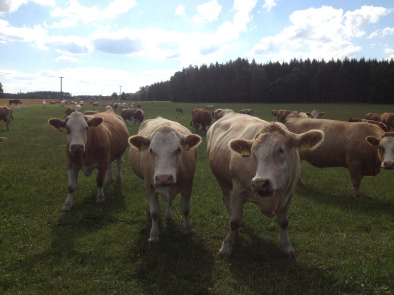 0219 14-8 Herd of cows