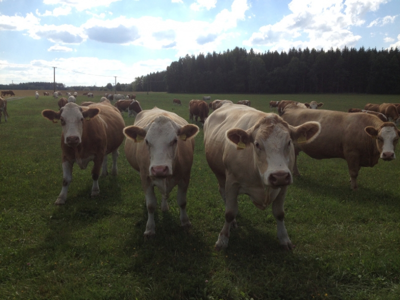 0220 14-8 Herd of cows