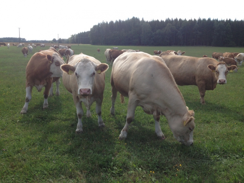 0221 14-8 Herd of cows