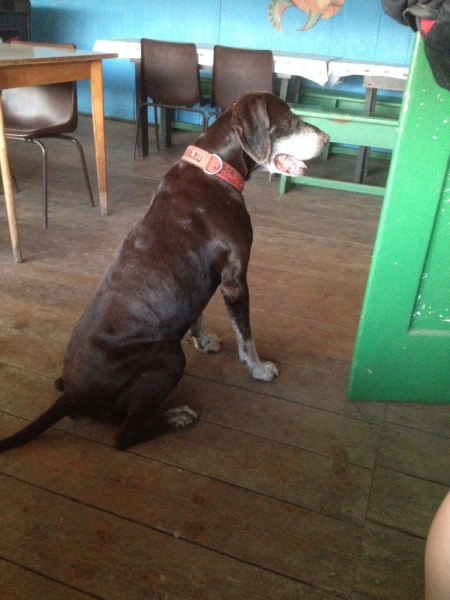 0235 15-8 dog