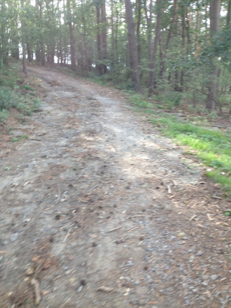 0254 16-8  path