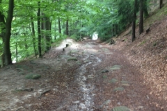 0190 12-8 Forest path