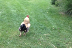 0196 12-8 rooster