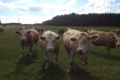 0219 14-8 Herd of cows
