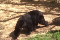 7775 10-4 bear