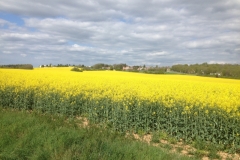 7938 14-4 Rapeseed