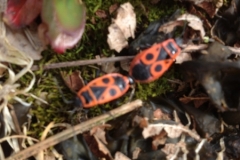 7980 16-4 beetles