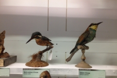 7592 23-3 birds