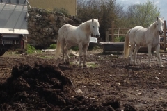 7680 26-3 White horses