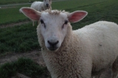 8590 11-5 sheep