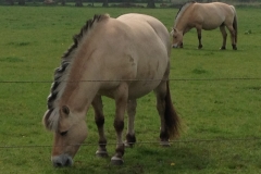 8596 12-5 horses